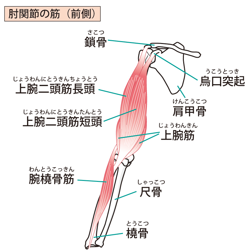 上腕二頭筋長頭腱炎の原因となる筋肉図