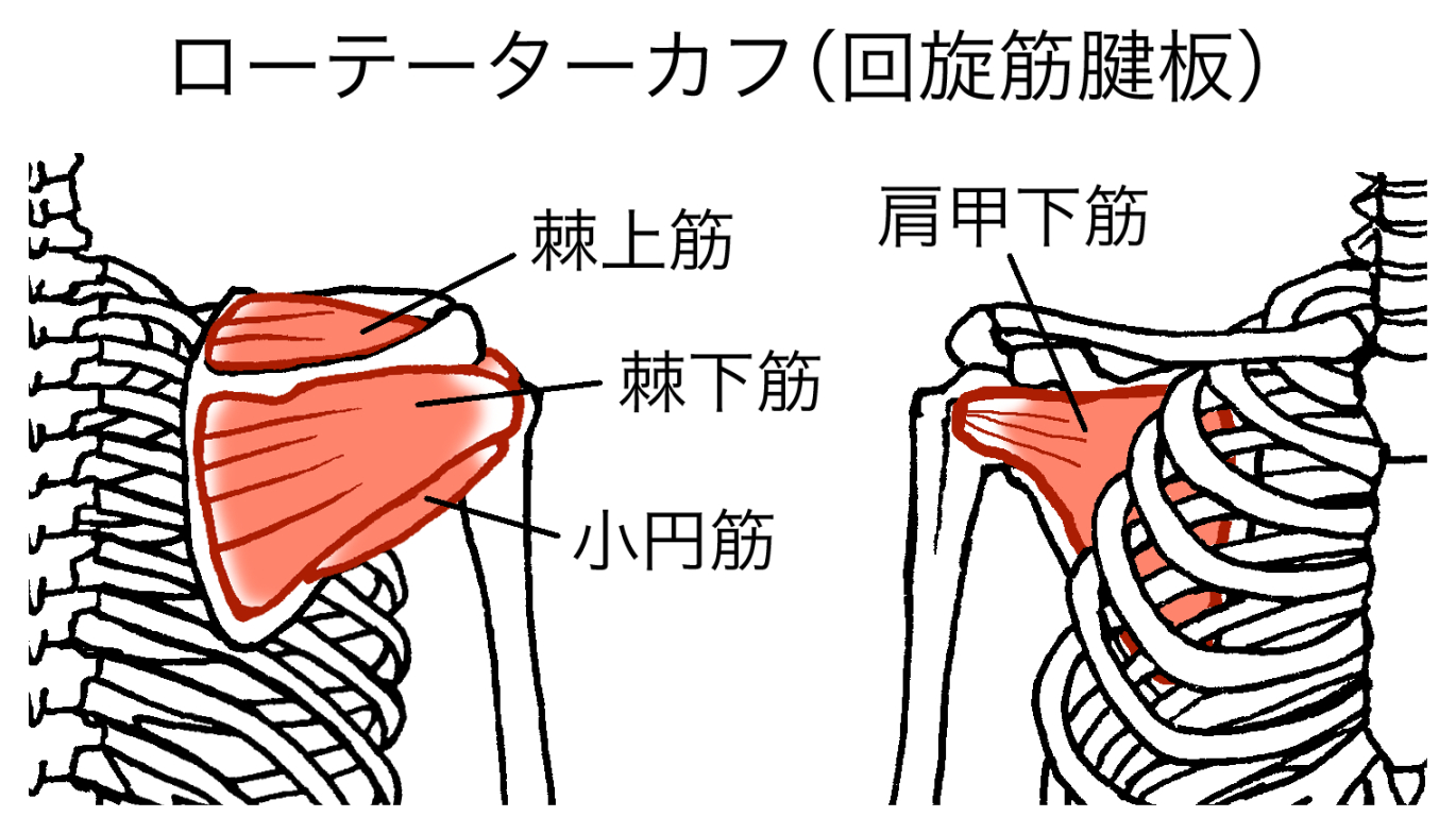腱板損傷（腱板断裂）の仕組みの腱板